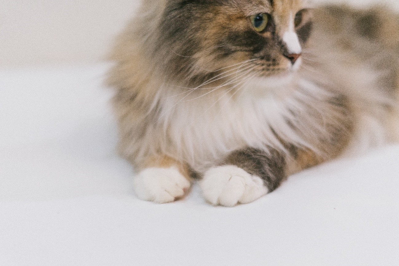 猫がソファをひっかくのはなぜ 対処法とオススメのソファをご紹介 オーナーとペットの境界のない暮らしを ソファなどの家具 インテリア 雑貨で提案するブランド Fumi フミ のオフィシャルサイトです