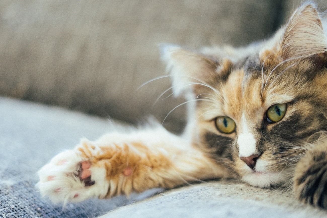 猫がソファをひっかくのはなぜ 対処法とオススメのソファをご紹介 オーナーとペットの境界のない暮らしを ソファなどの家具 インテリア 雑貨で提案するブランド Fumi フミ のオフィシャルサイトです