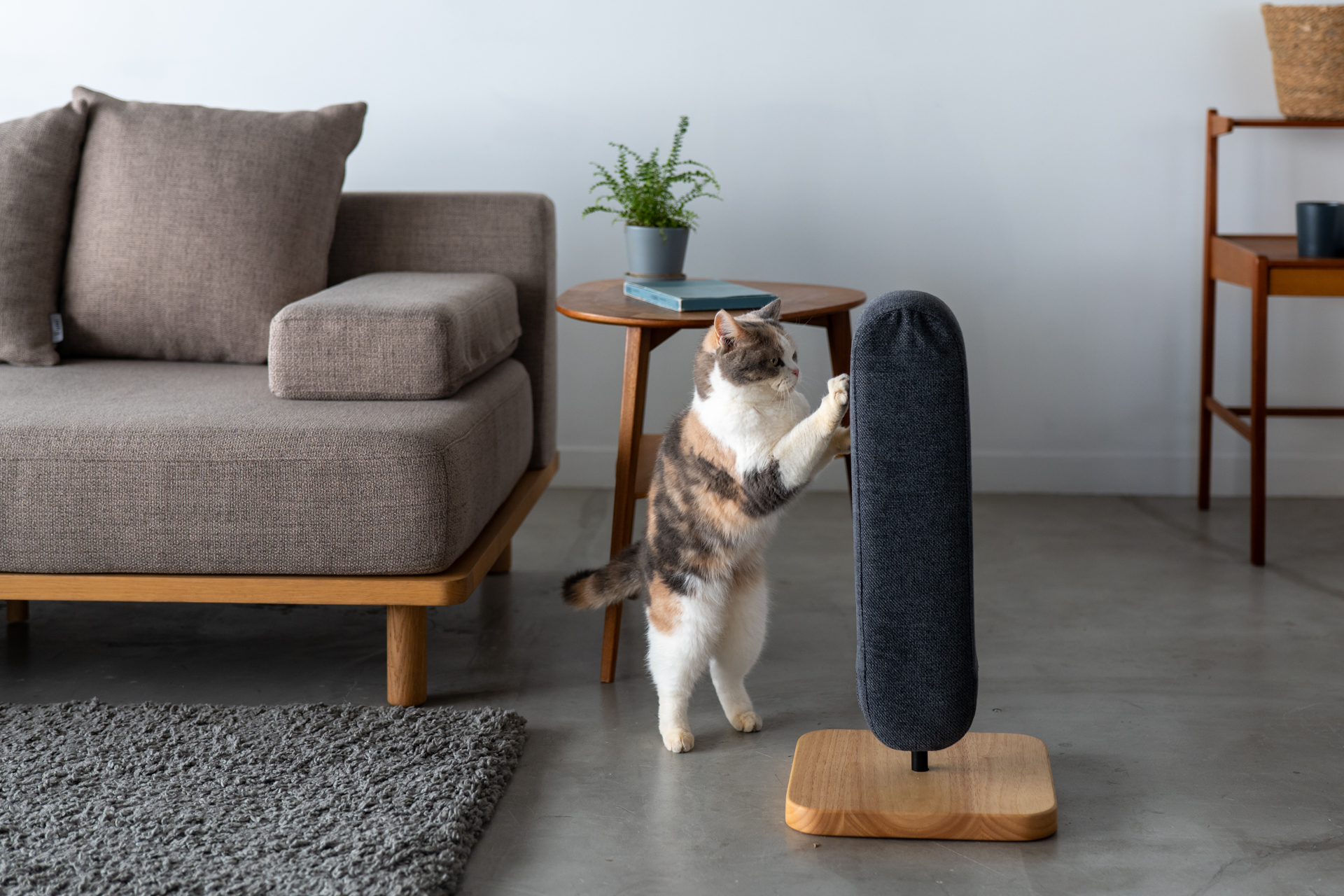 猫じゃらし爪とぎ